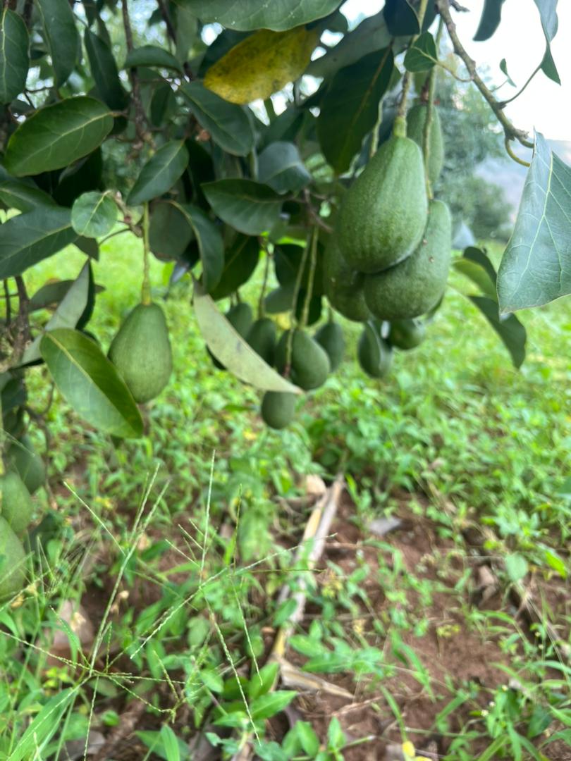 Avocado tree with fruits